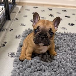 Watson - Fawn and white male French Bulldog puppy in Madison, Wisconsin from MadCity Frenchies