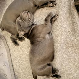 TBA Name - Black female Giant Schnauzer puppy in Noblesville, Indiana from Stratton House Kennels