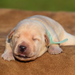 Teal collar - Yellow female Labrador Retriever puppy in Gober, Texas from Trigger Time Kennels