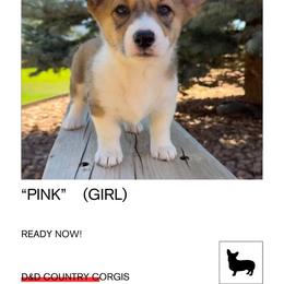 Pink - Pembroke Welsh Corgi puppy from D&D Country Corgis