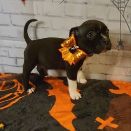 American Bully and Boston Terrier Puppies from Greenberg's Boston Terriers & Bullies of Metro Detroit