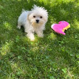 Maltese girl - White female Maltese puppy in Massachusetts from Happy Tail Yorkies and Maltese