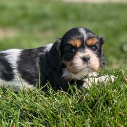 Bailey - Tri-color female Cavalier King Charles Spaniel puppy in Stevens, Pennsylvania from Jodi's Cavalier King Charles Spaniels and Cavapoos