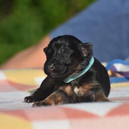 Teal collar Female - Black and red female German Shepherd puppy in Marianna, Florida from Haus M Godwin