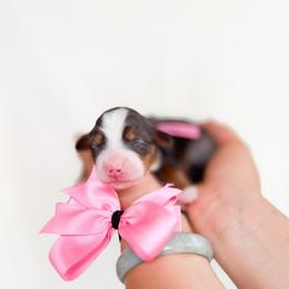 Amelia - Merle female Bernedoodle puppy in Ontario, California from Teddy Doodles & Standard Poodles