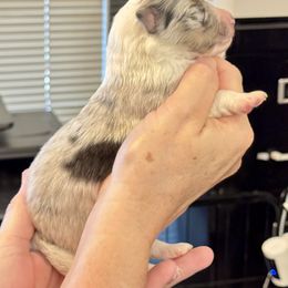 Blue Merle Female - White blue merle and tan female Shetland Sheepdog puppy in Abilene, Texas from Double Dare Shelties