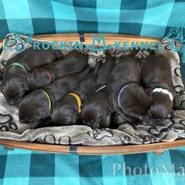 1st Pick Female - Chocolate female Labrador Retriever puppy in George West, Texas from Rockin M Kennel