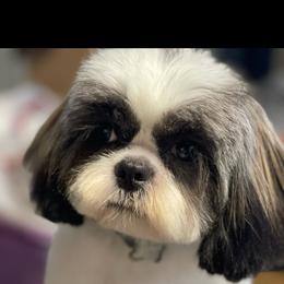 Tinker stinker - Shih Tzu