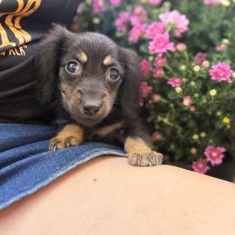 Martini - Black and cream female Dachshund puppy in Mayfield, Kentucky from H&C’s Dachshunds and Retrievers