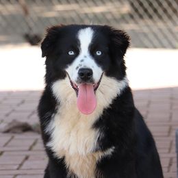 Haus - Australian Shepherd