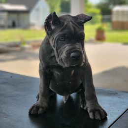 Cane Corso Puppies from Jolaw Kennel