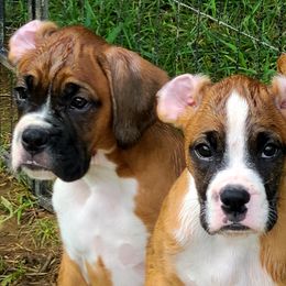 Boxer Puppies from Torres Kennel
