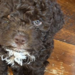 Girl 2 - Brown female Lagotto Romagnolo puppy in Southbury, Connecticut from dei Allegre Lagotto Romagnolo