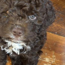 Girl 2 - Brown female Lagotto Romagnolo puppy in Southbury, Connecticut from dei Allegre Lagotto Romagnolo