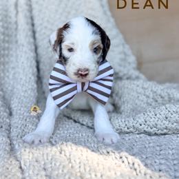 Dean - Parti male Goldendoodle puppy in Dallas County, Texas from Dream A Little Doodle
