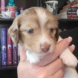Cream choc dapple piebald - Cream male Dachshund puppy in Port Charlotte, Florida from Vicki's Dachshund Crossing