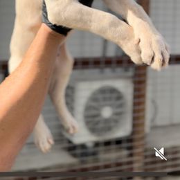 Straw Male 2 - Fawn male Cane Corso puppy in California from Donato Kennels