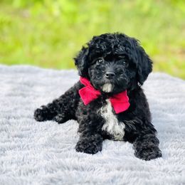 Max OFA - Black male Cavapoo puppy in Evart, Michigan from Northern’s Cute Cuddly Cava Poos