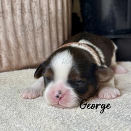 George - Black gold and white male Cavatzu puppy in Oklahoma from Rocky Oak Cavaliers & Biewer Terriers LLC