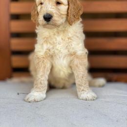 Goldendoodle Puppies from Temecula Creek Doodles