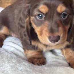 Brigid AKC 3425 - Chocolate and tan female Dachshund puppy in San Angelo, Texas from Dachs on the Farm