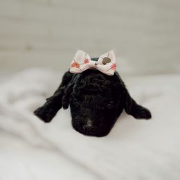 Poodle Puppies from Simplicity Poodles