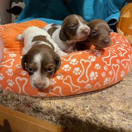 Dachshund Puppies from Cindy's Dachsunds