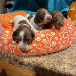 Dachshund Puppies from Cindy's Dachsunds