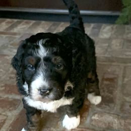 Chip - Bernedoodle puppy from Banner Bernedoodles
