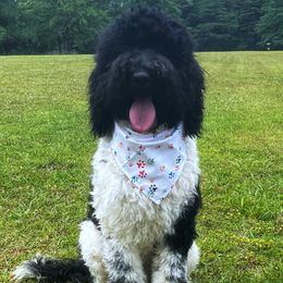 Gracie - Goldendoodle puppy in Chesnee, South Carolina from Pampered Paws Unlimited