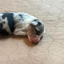Blue Merle boy 1 - Blue merle male Australian Shepherd puppy in Saint Augustine, Florida from NorthBeach Aussies