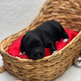 Rigatoni - Black female Goldendoodle puppy in Williamson, New York from Lakeside Doodles