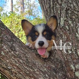 (Tri M 1) - Black and tan male American Corgi puppy in Straughn, Alabama from Magnolia Creek Corgis