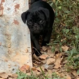 Asher - Black male Pug puppy in Prairieville, Louisiana from Freedom Meadow Farm