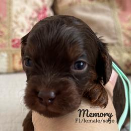 Memory - Chocolate female Cavapoo puppy in Beckley, West Virginia from By Design Doodles