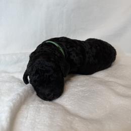 Dahlia - Parti female Poodle puppy in Longview, Washington from Evergreen Miniature Poodles