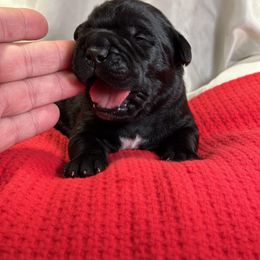 Cane Corso Puppies from Guardia Del Corpo