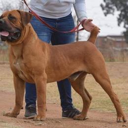 Blizzard - Boerboel