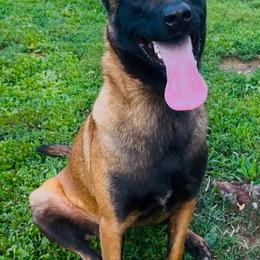 Belgian Malinois puppies from Maine Working Dogs
