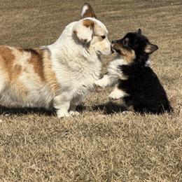 American Corgi, Dachshund, and Pembroke Welsh Corgi Puppies from Seven B Corgis & Doxies