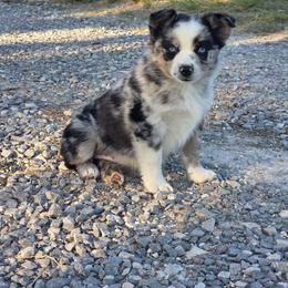 Siva - Blue merle female Miniature Australian Shepherd puppy in Leonard, Texas from Tin Roof Aussies