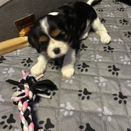 Bella - Tri-color female Cavalier King Charles Spaniel puppy in Key Largo, Florida from Island Breeze Cavaliers