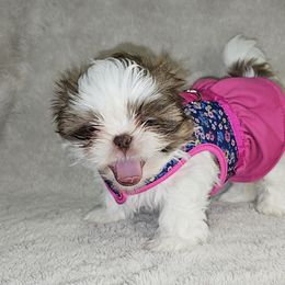 Shih Tzu Puppies from Guillot Shih Tzu