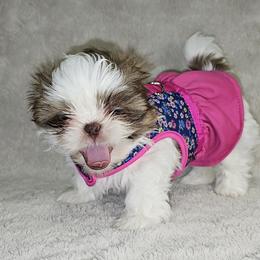 Shih Tzu Puppies from Guillot Shih Tzu