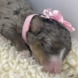 Assorted Doodle Crosses, Australian Shepherds, Bernedoodles, and Saint Berdoodles from Donciedoodlesohio.com