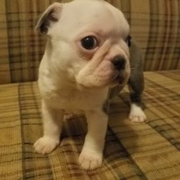 Boston Terrier and French Bulldog Puppies from Willis Family Bostons