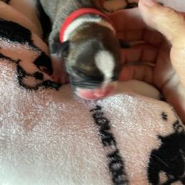 Rosie - Black brindle and white female Boston Terrier puppy in Johnstown, Colorado from R&M Bostons
