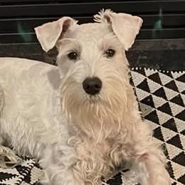 Barney - Miniature Schnauzer