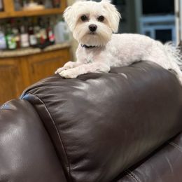 Max - Maltese