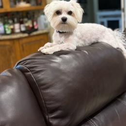 Max - Maltese